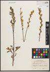 Foto von Salix repens L.